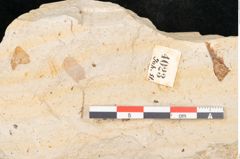 Foto (Detailansicht) von Myrica lignitum Unger (NHMW-GEO-2024-0188-4023)